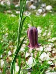 Fritillaria acmopetala