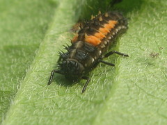 Harmonia axyridis