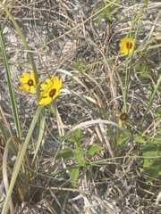 Helianthus debilis image