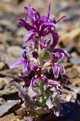 Streptanthus callistus