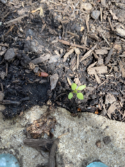 Floerkea proserpinacoides