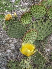 Opuntia strigil