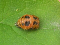 Harmonia axyridis