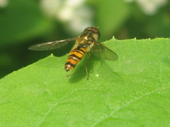 Episyrphus balteatus