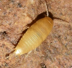 Proatelurina pseudolepisma