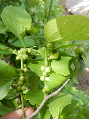 Celticecis oviformis