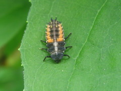 Harmonia axyridis