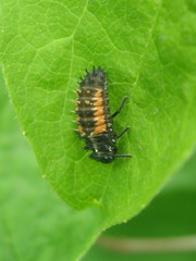 Harmonia axyridis
