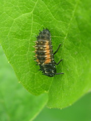 Harmonia axyridis