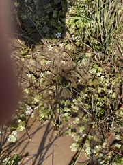 Ranunculus omiophyllus