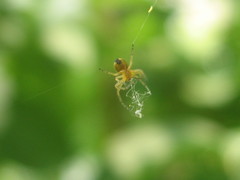 Araneinae
