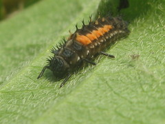 Harmonia axyridis