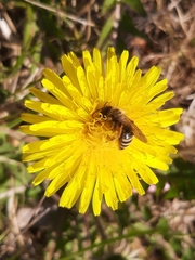 Andrena flavipes