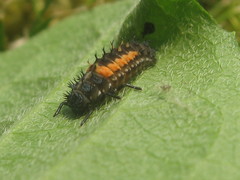 Harmonia axyridis