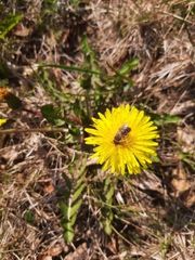 Andrena flavipes