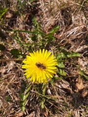 Andrena flavipes