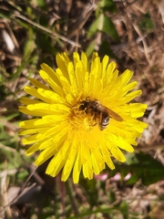 Andrena flavipes