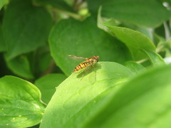 Episyrphus balteatus