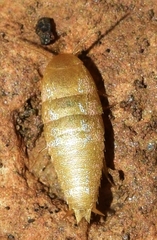 Proatelurina pseudolepisma