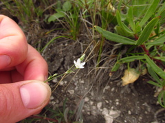 Minuartia setacea