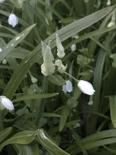 Few-flowered Leek