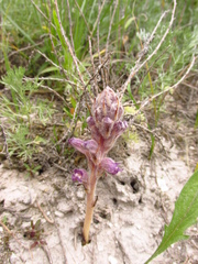 Phelipanche caesia