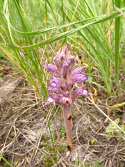 Phelipanche caesia
