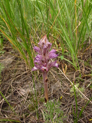Phelipanche caesia