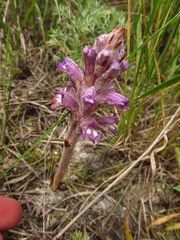 Phelipanche caesia