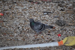 Columba livia domestica