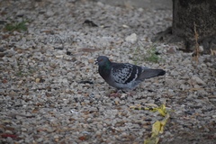Columba livia domestica