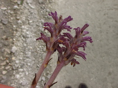 Phelipanche caesia