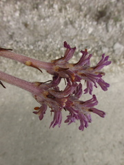 Phelipanche caesia