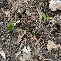 Trillium grandiflorum