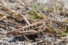 Schistocerca americana