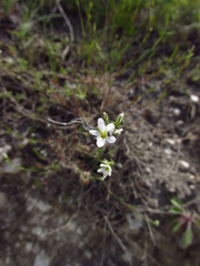 Minuartia setacea