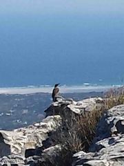 Geocolaptes olivaceus