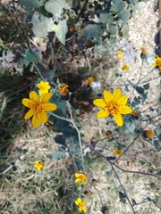 Simsia lagasceiformis