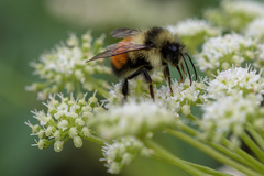 Bombus melanopygus