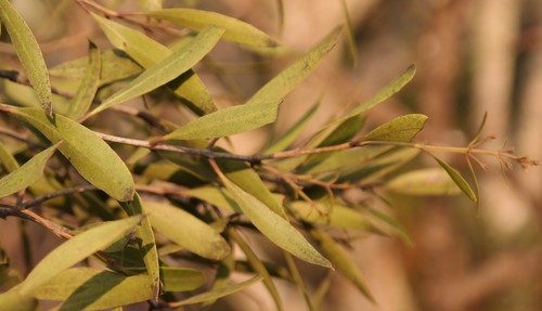 Chimanimani Olive (Olea chimanimani)