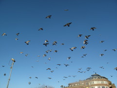 Columba livia domestica