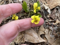 Viola rotundifolia