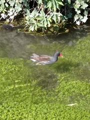 Gallinula chloropus