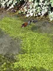Gallinula chloropus