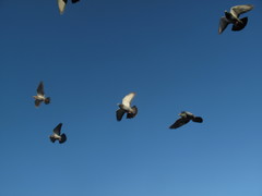 Columba livia domestica