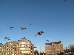 Columba livia domestica