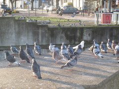 Columba livia domestica