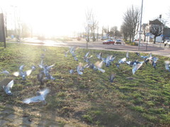 Columba livia domestica