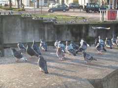 Columba livia domestica