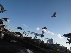 Columba livia domestica